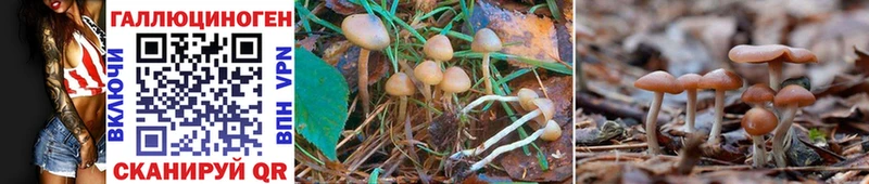 Псилоцибиновые грибы Psilocybe  Купить  Димитровград 